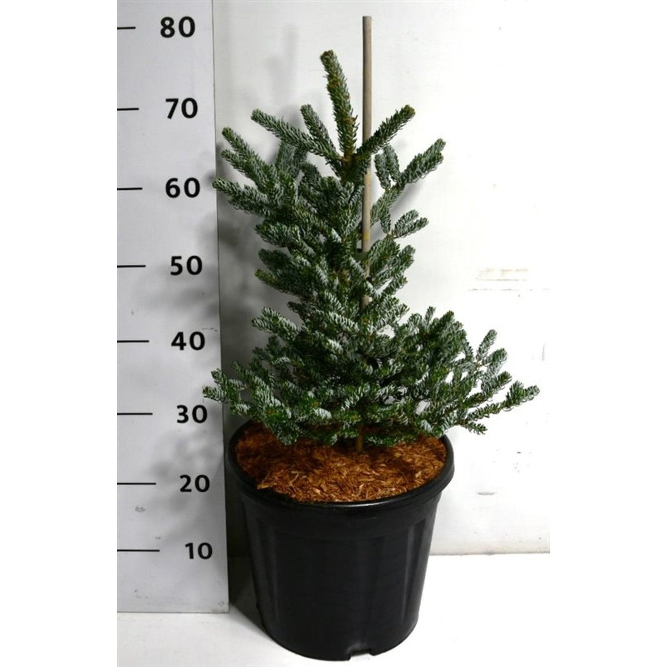 Koreagran – Abies koreana 'Silberlocke' - C13 50-60 cm.